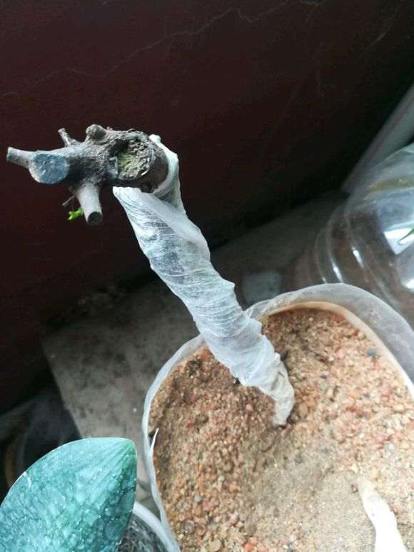 栽培金蛋子下山桩用什么盆长的旺 图片