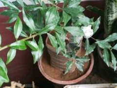 栽培金蛋子下山桩用什么盆长的旺  图片