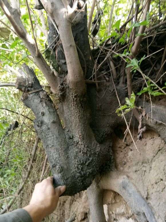 君迁子老桩以嫁接金蛋子下山桩吗 图片