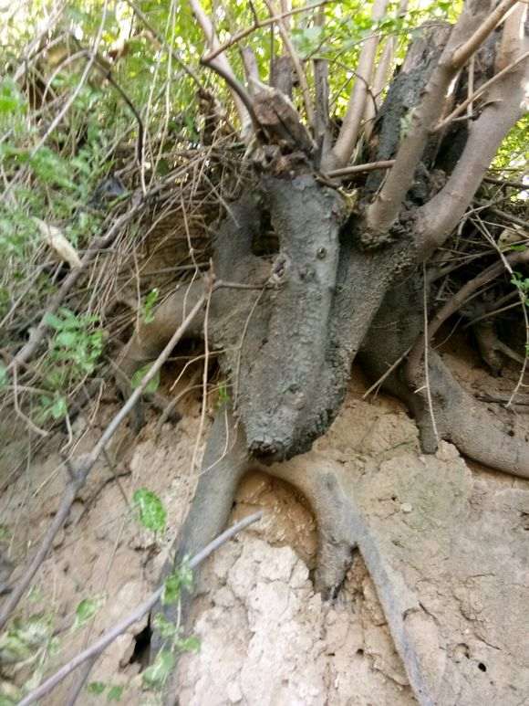 君迁子老桩以嫁接金蛋子下山桩吗 图片