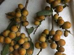 君迁子老桩以嫁接金蛋子下山桩吗 图片