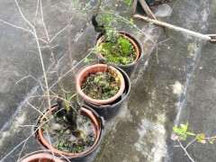 新津 今年金蛋子下山桩死了不少 图片