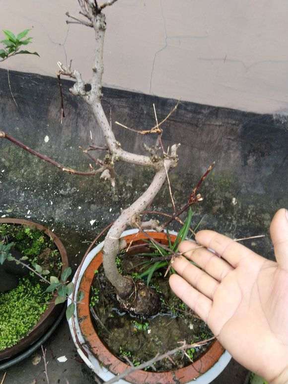 金蛋子下山桩开花后怎么以挂果 图片