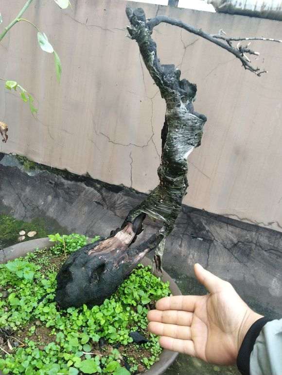 金蛋子下山桩开花后怎么以挂果 图片