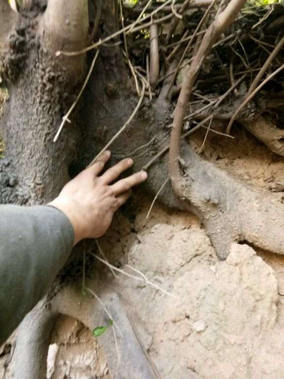金蛋子下山桩开花后怎么以挂果 图片