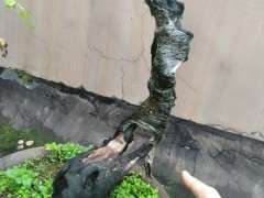 金蛋子下山桩开花后怎么以挂果 图片