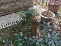 金蛋子下山桩怎么下肥了才能长得最好