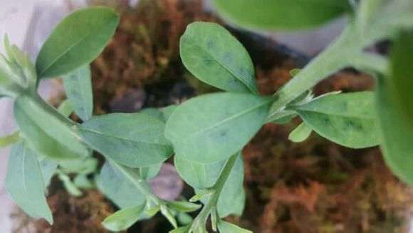 金蛋子下山桩刚发的叶子为什么有黑点