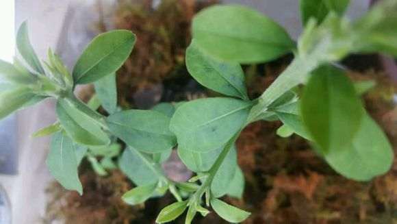 金蛋子下山桩刚发的叶子为什么有黑点