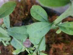 金蛋子下山桩刚发的叶子为什么有黑点