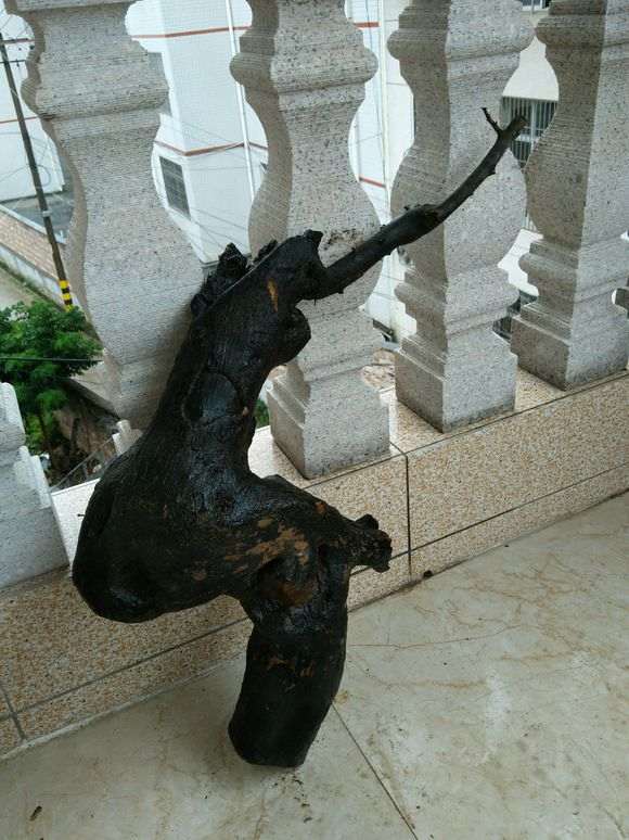 第一次地栽金蛋子下山桩 来了3个芽 图片