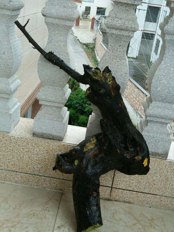 第一次地栽金蛋子下山桩 来了3个芽 图片