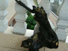 第一次地栽金蛋子下山桩 来了3个芽 图片