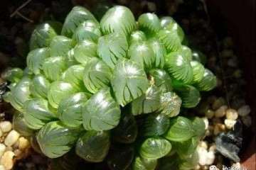 多肉叶插怎么可以生根快成活率高