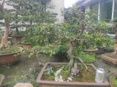 来帮我给 金蛋子下山桩取个好听的名字