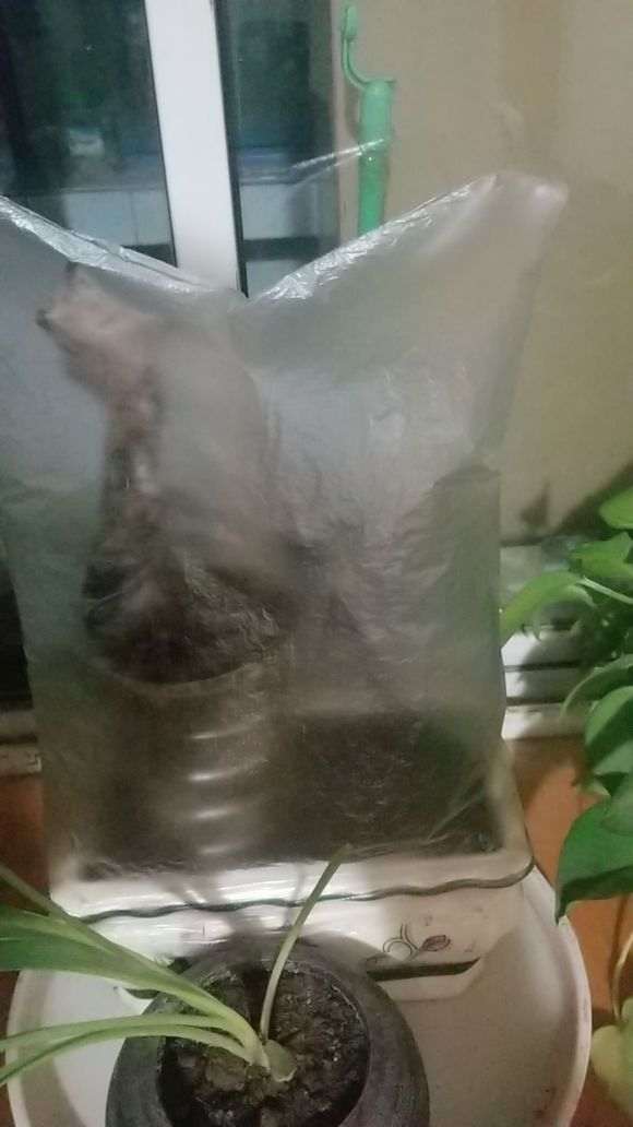 金蛋子下山桩放阳台 冬天能不能安全度过