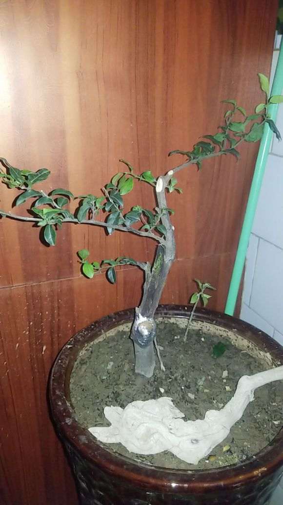 金蛋子下山桩放阳台 冬天能不能安全度过