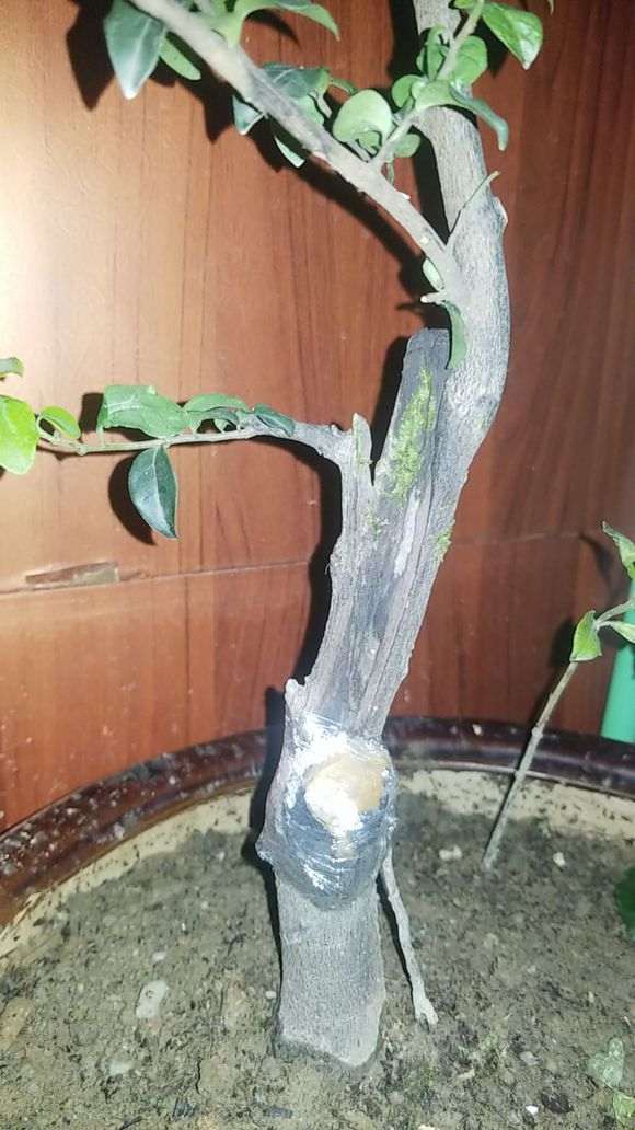金蛋子下山桩放阳台 冬天能不能安全度过