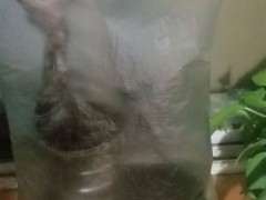 金蛋子下山桩放阳台 冬天能不能安全度过