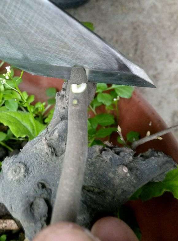 金蛋子下山桩怎么嫁接的三刀法