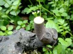 金蛋子下山桩怎么嫁接的三刀法 图片