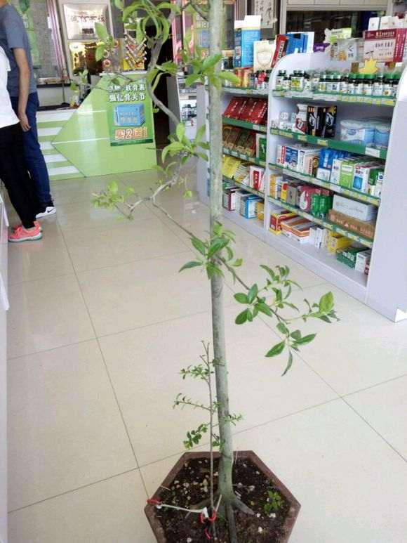 金蛋子下山桩到底可以结果