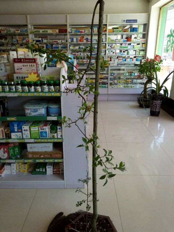 金蛋子下山桩到底可以结果