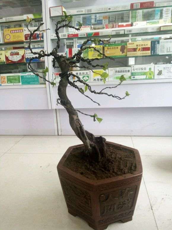 金蛋子下山桩到底可以结果