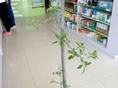 金蛋子下山桩到底可以结果 图片