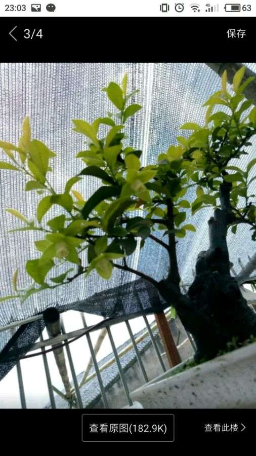 金蛋子下山桩落果是怎么回事