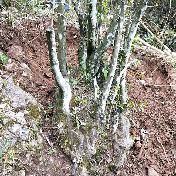 我第一次挖到这么大的金蛋子下山桩