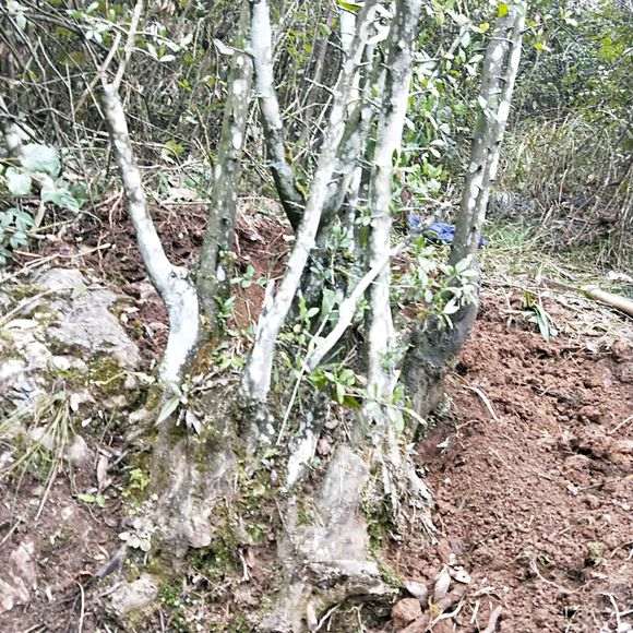 我第一次挖到这么大的金蛋子下山桩