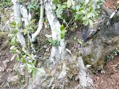 我第一次挖到这么大的金蛋子下山桩