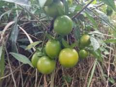 为什么公树金蛋子下山桩不结果 图片