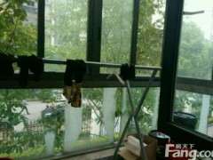 金蛋子下山桩可以在这样的环境身长吗