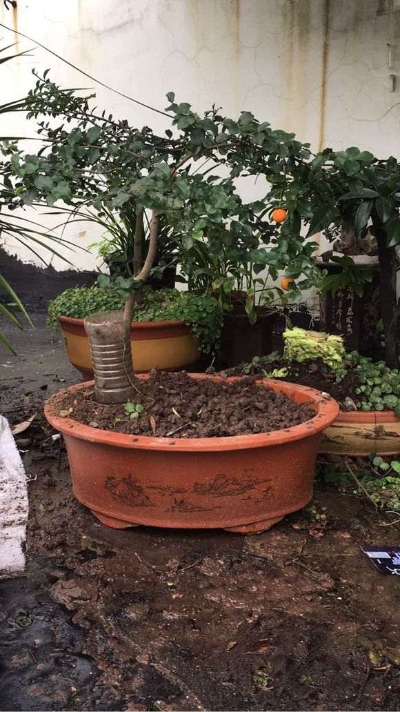 关于挖下金蛋子下山桩的各位兄弟 我想说两句