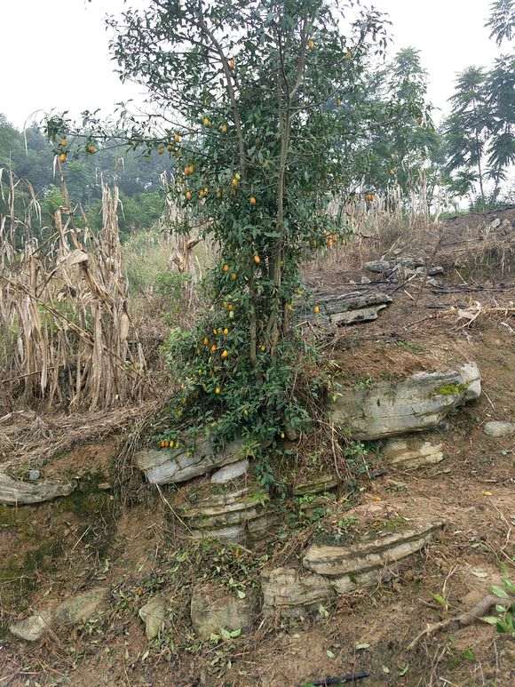 关于挖下金蛋子下山桩的各位兄弟 我想说两句