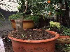 关于挖下金蛋子下山桩的各位兄弟 我想说两句