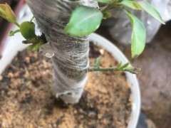 为什么金蛋子下山桩来芽的叶子型不一样