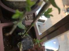 金蛋子下山桩在北方室外可以过冬吗