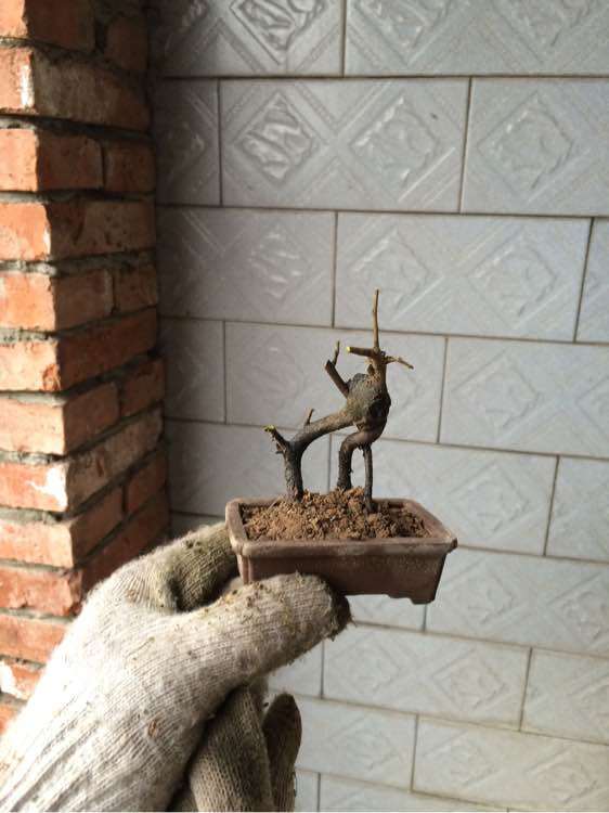 修剪金蛋子下山桩的小根