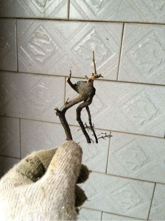 修剪金蛋子下山桩的小根