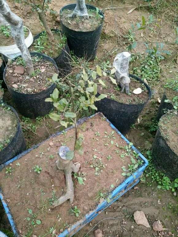 我的金蛋子下山桩的黄叶子该怎么办 图片