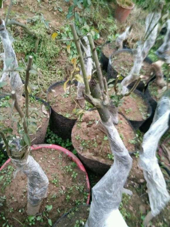 我的金蛋子下山桩的黄叶子该怎么办 图片