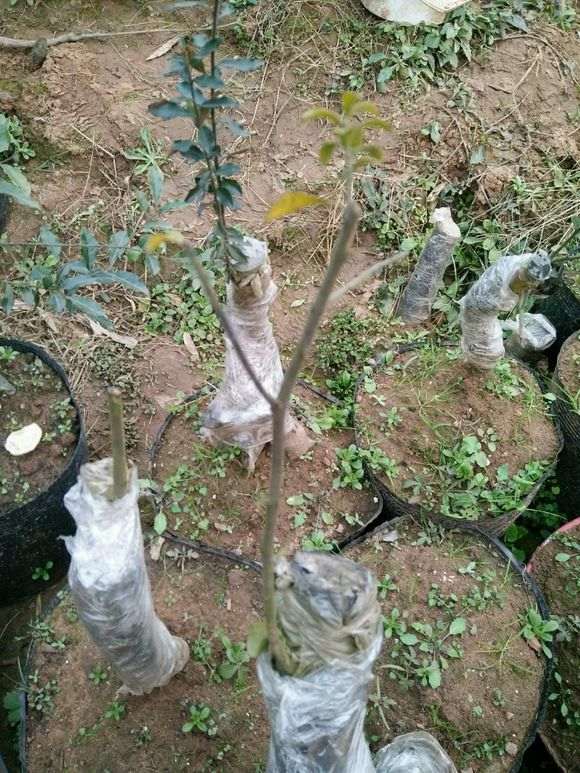 我的金蛋子下山桩的黄叶子该怎么办 图片