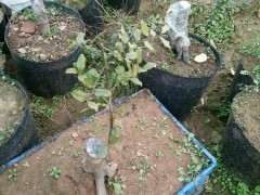 我的金蛋子下山桩的黄叶子该怎么办 图片