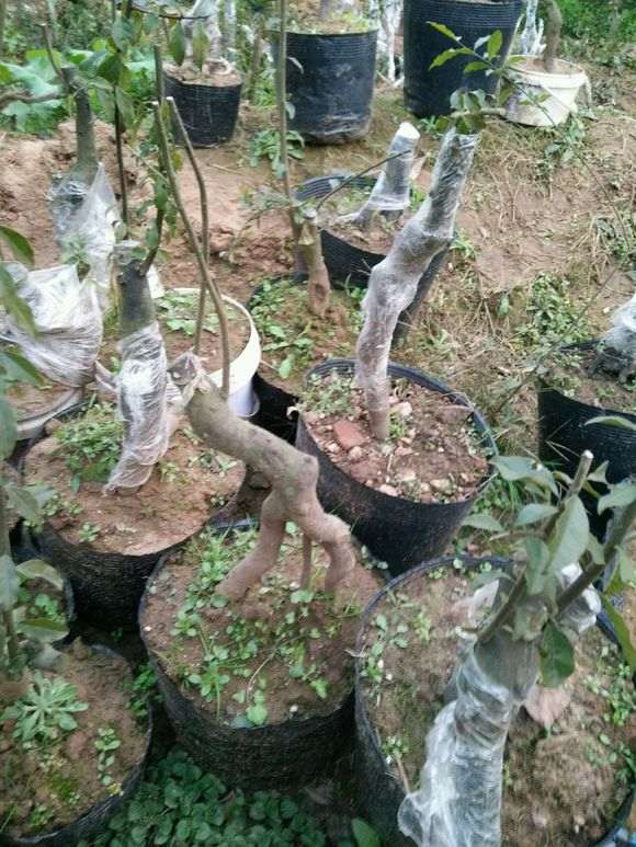 金蛋子下山桩盘扎用几毫米铝丝最好