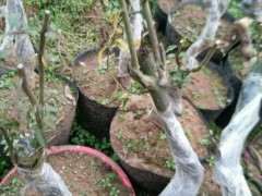 金蛋子下山桩盘扎用几毫米铝丝最好