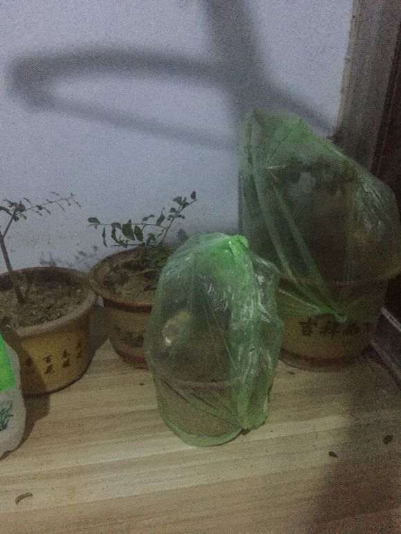 北方金蛋子下山桩是如何过冬的