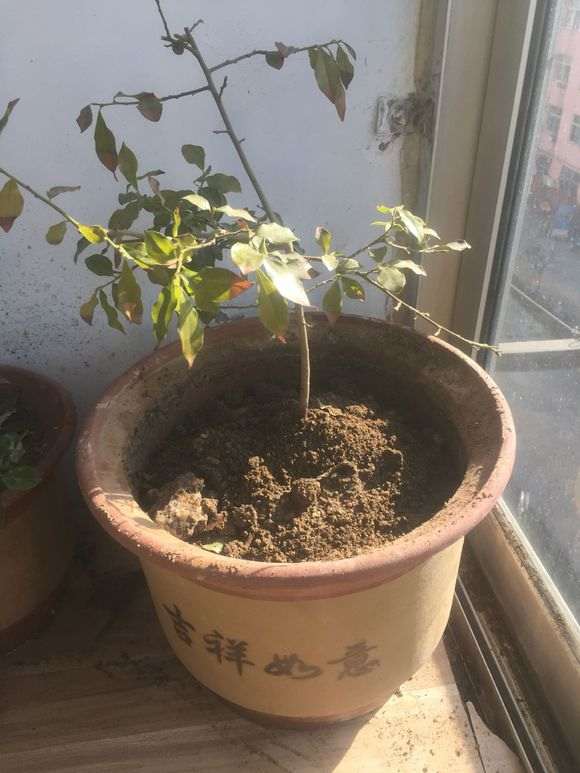 北方金蛋子下山桩是如何过冬的